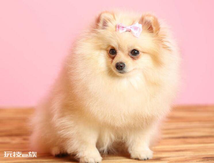 博美犬几个动作说明他爱你(博美犬超级喜欢主人的7个表现)-图片5